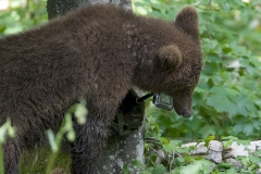 Bear cub and Go-pro