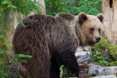 In the forest near the locality of Loški Potok, Slovenija