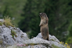 Groundhog on Montasio plateau