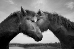 Free horses, Cona island park, Gorizia