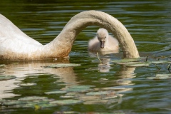 Swans, Cona island park., Gorizia