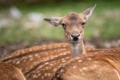 Young curious roe dee