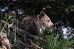 2024-Bear-cub-Cabar-Croatia-1