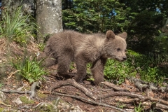 2024-Bear-cub-Cabar-Croatia-2