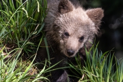 2024-Bear-cub-Cabar-Croatia-3