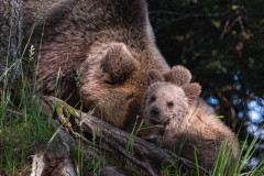 2024-Mom-bear-with-her-cub-Cabar-Croatia-1