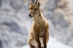 Alpine ibex, on the Montasio massif, Julian Alps