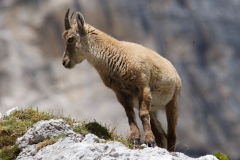 Alpine ibex, on the Montasio massif, Julian Alps