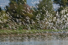 In the Cona island park, Gorizia