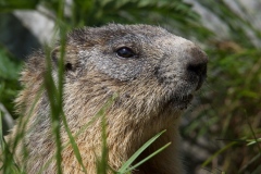 Groundhog on Montasio plateau