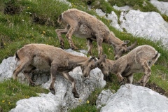 Alpine ibex, on the Montasio massif, Julian Alps