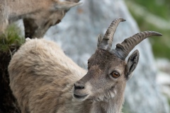 Alpine ibex on the Terra rossa