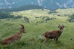 Alpine ibex on the Terra rossa