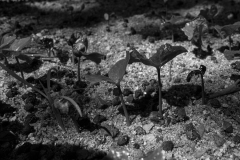 Young coffee plants grow under a canopy of shady foliage