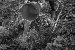 Wetting the soil after transplanting