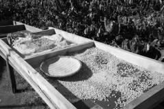 Drying and cleaning coffee