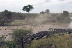 The Great migration on Mara river - 1a