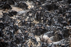 The Great migration on Mara river - 3