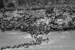 The Great migration on Mara river - 2