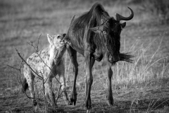 Life and death on Mara river