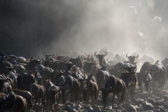 The Great migration on Mara river - 4