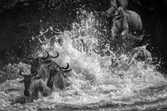 The Great migration on Mara river - 8