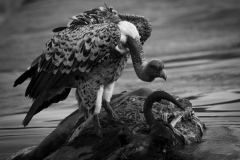 Life and death on Mara river