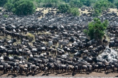 The Great migration on Mara river - 1