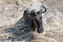 The Great migration on Mara river - 11