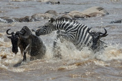 The Great migration on Mara river - 10