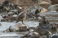 Life and death on Mara river