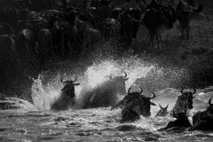 The Great migration on Mara river - 9