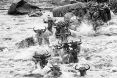 The Great migration on Mara river - 7