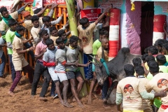 2023-Jallikattu-time-Tanjore-Tamil-Nadu-01FJallikattu time in the town of Tanjore, Tamil Nadu, India