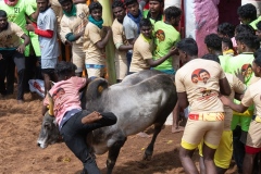 Jallikattu time in the town of Tanjore, Tamil Nadu, India