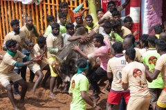 Jallikattu time in the town of Tanjore, Tamil Nadu, India