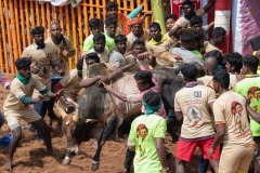 Jallikattu time in the town of Tanjore, Tamil Nadu, India