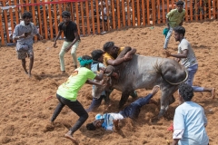 Recovery of bulls after the ... runn the town of Tanjore, Tamil Nadu, India