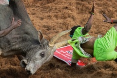 Jallikattu time in the town of Tanjore, Tamil Nadu, India