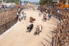 Jallikattu time: recovery of bulls after the ... run