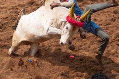 Jallikattu time in the town of Tanjore, Tamil Nadu, India