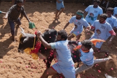 Jallikattu time in the town of Tanjore, Tamil Nadu, India