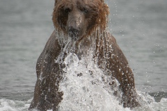 2018-Bear-Kuril-lake-Kamchatka-01