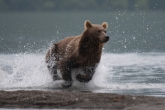 2018-Bears-Kamchatka-14