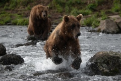 2018-Bears-Kamchatka