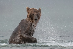 2018-Bears-Kuril-lake-Kamchatka-04