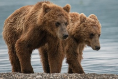 Bears-brothers-Kuril-lake-Kamchatka