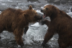 2018-Orsi-Fiume-Kambalnaya-Kamchatka