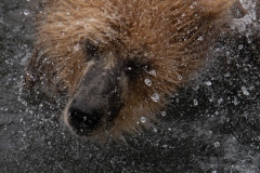 2018-Orso-Lago-Kuril-Fiume-Kambalnaya-Kamchatka