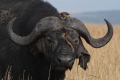 2023-African-buffalo-Maasai-Mara-Kenya-02